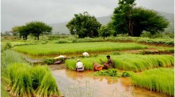 agriculture_farms_india_paddy_fields_1-3289656